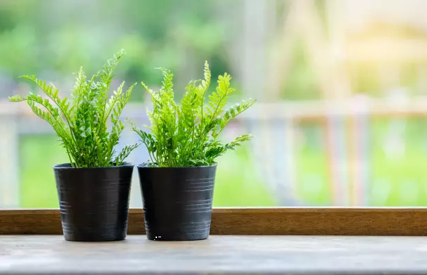 plante dans une salle de bain sans fenêtre