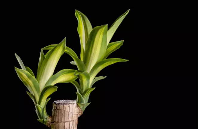  Quelles sont les plantes qui peuvent pousser dans une salle de bain sombre ?